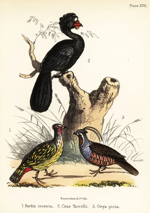 Framed Print : Blood pheasant, wattled curassow and mountain quail Framed Print : Blood pheasant, wattled curassow and mountain quail