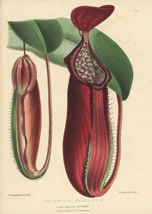 Framed Print : Blood-red pitcher plant, Nepenthes sanguinea Framed Print : Blood-red pitcher plant, Nepenthes sanguinea