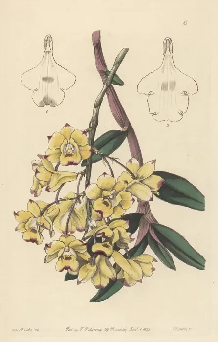 Framed Print : Blood-stained dendrobium. Dendrobium sanguinolentum