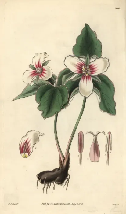 Framed Print : Blood-stained trillium, Trillium erythrocarpum Framed Print : Blood-stained trillium, Trillium erythrocarpum
