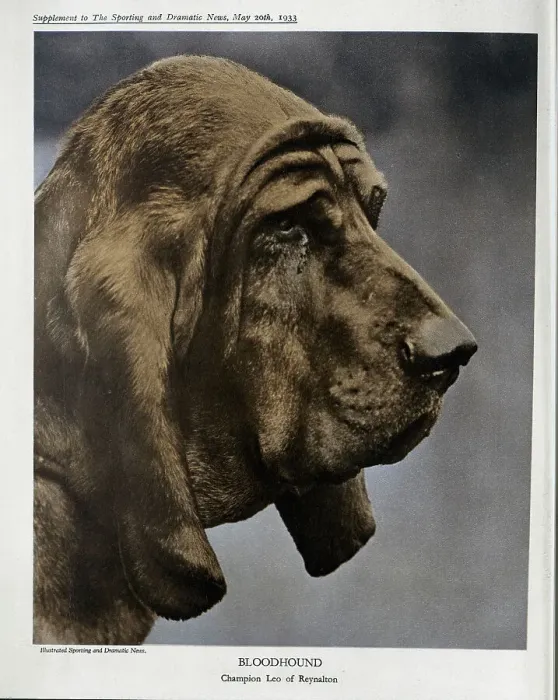 Framed Print : Bloodhound Framed Print : Bloodhound
