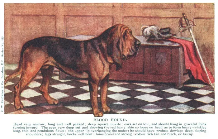 Framed Print : Bloodhound Framed Print : Bloodhound