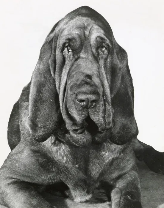Framed Print : Bloodhound dog Date: 1950s Framed Print : Bloodhound dog Date: 1950s