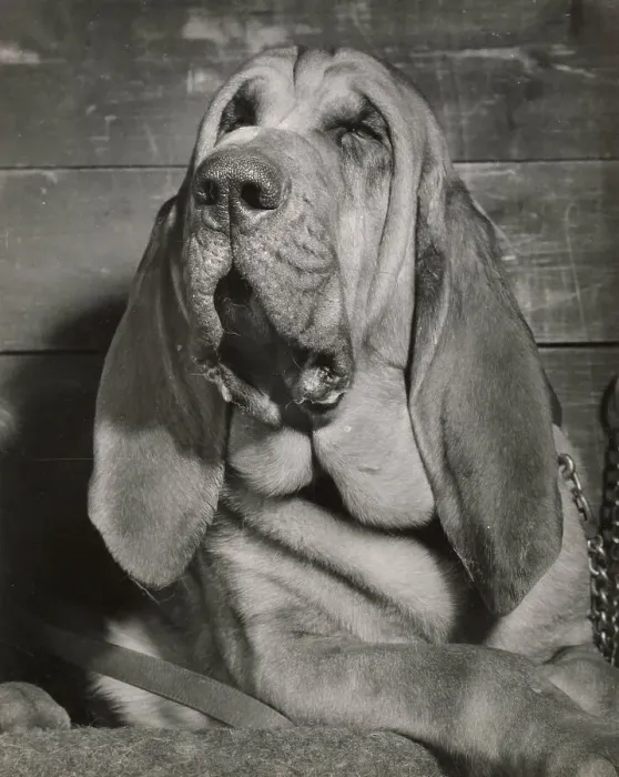 Framed Print : Bloodhound dog looking sleepy Date: 1950s Framed Print : Bloodhound dog looking sleepy Date: 1950s