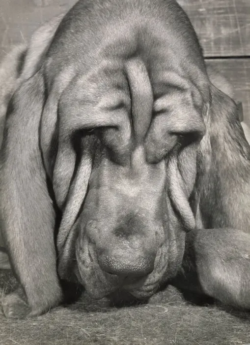 Framed Print : Bloodhound dog looking sleepy Date: 1950s Framed Print : Bloodhound dog looking sleepy Date: 1950s