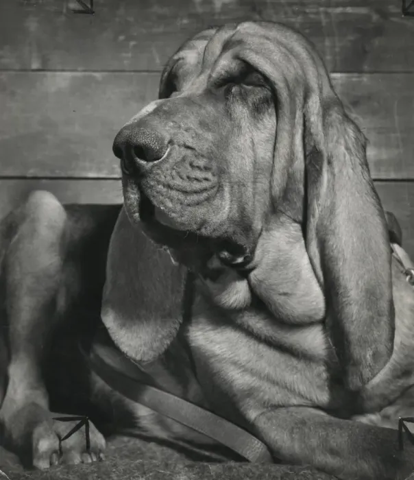 Framed Print : Bloodhound looking sleepy Framed Print : Bloodhound looking sleepy