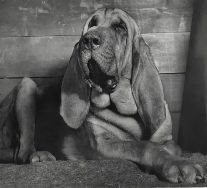 Framed Print : Bloodhound looking sleepy Framed Print : Bloodhound looking sleepy