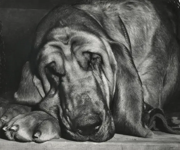 Framed Print : Bloodhound looking sleepy Framed Print : Bloodhound looking sleepy