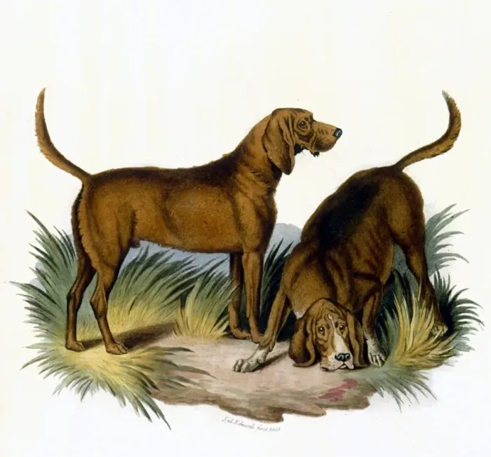 Framed Print : Bloodhounds / Astle Framed Print : Bloodhounds / Astle