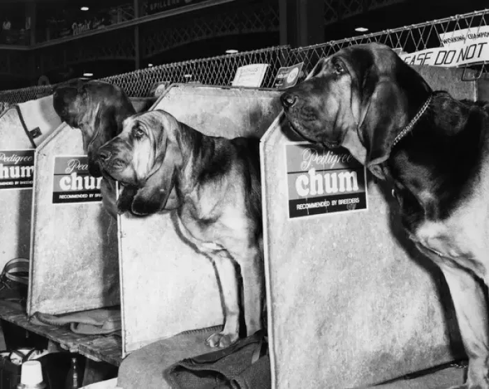 Framed Print : Bloodhounds in compartments at a dog show Framed Print : Bloodhounds in compartments at a dog show