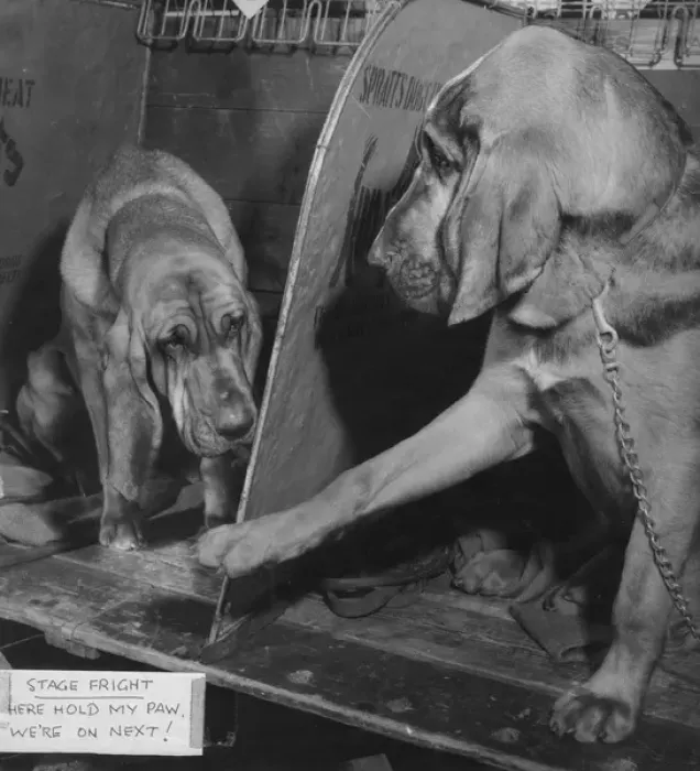 Framed Print : Two bloodhounds at a dog show Framed Print : Two bloodhounds at a dog show