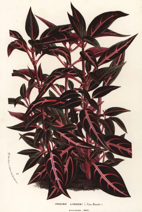Framed Print : Bloodleaf, Iresine lindenii Framed Print : Bloodleaf, Iresine lindenii