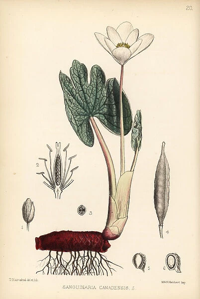 Bloodroot or puccoon, Sanguinaria canadensis