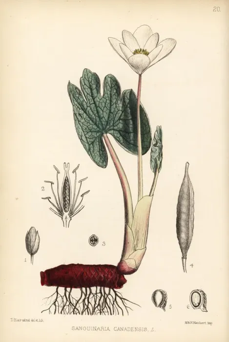 Framed Print : Bloodroot or puccoon, Sanguinaria canadensis Framed Print : Bloodroot or puccoon, Sanguinaria canadensis