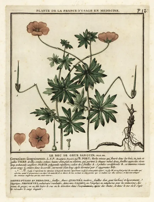 Framed Print : Bloody crane's-bill, Geranium sanguineum Framed Print : Bloody crane's-bill, Geranium sanguineum