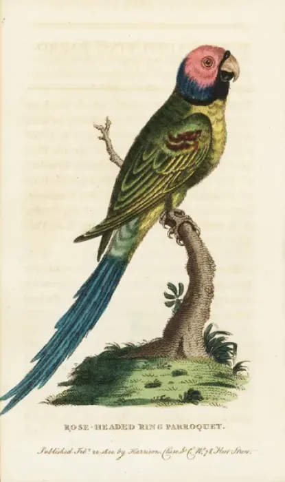 Framed Print : Blossom-headed parakeet, Psittacula roseata Framed Print : Blossom-headed parakeet, Psittacula roseata