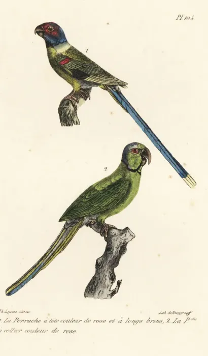 Framed Print : Blossom-headed parakeet and rose-ringed parakeet Framed Print : Blossom-headed parakeet and rose-ringed parakeet