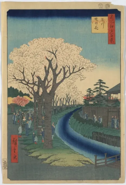 Framed Print : Blossoms on the Tama River embankment Framed Print : Blossoms on the Tama River embankment