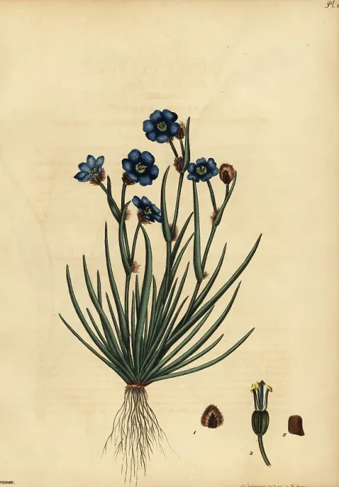 Framed Print : Blousuurkanol, Aristea africana Framed Print : Blousuurkanol, Aristea africana