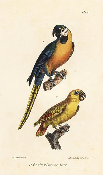 Blue-and-yellow macaw and yellow-headed amazon
