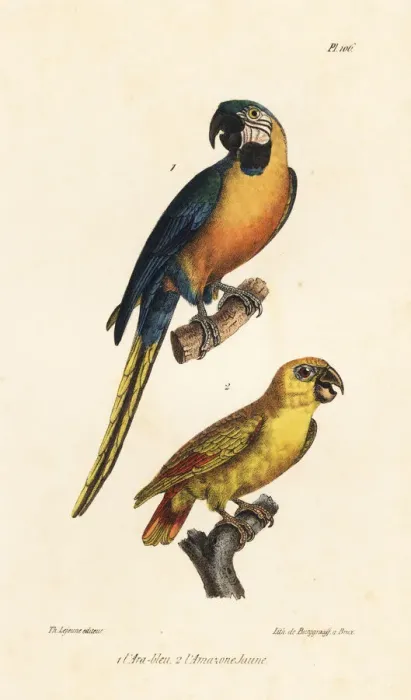 Framed Print : Blue-and-yellow macaw and yellow-headed amazon Framed Print : Blue-and-yellow macaw and yellow-headed amazon