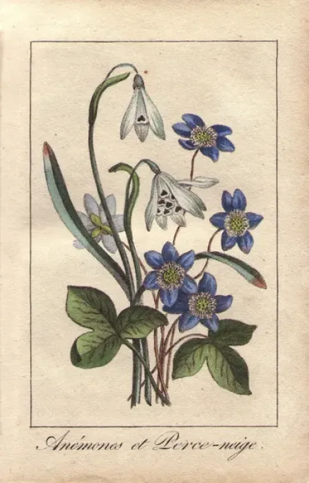 Framed Print : Blue anemones and white snowdrops, Anemone Framed Print : Blue anemones and white snowdrops, Anemone
