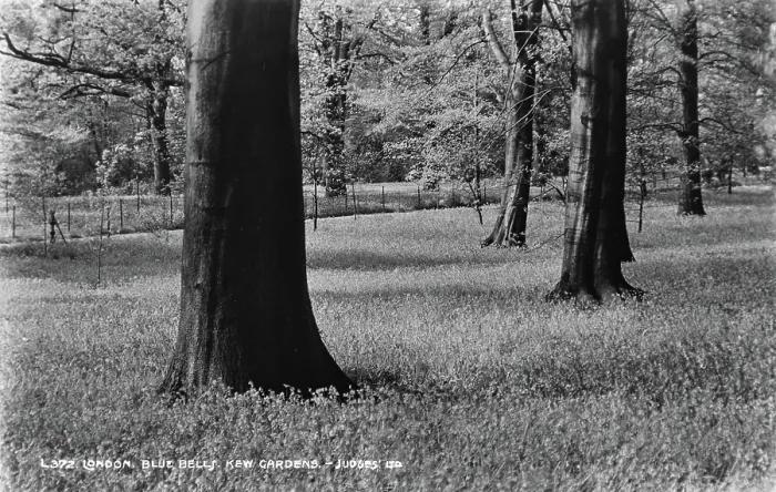 Framed Print : Blue Bells at Kew Gardens Framed Print : Blue Bells at Kew Gardens