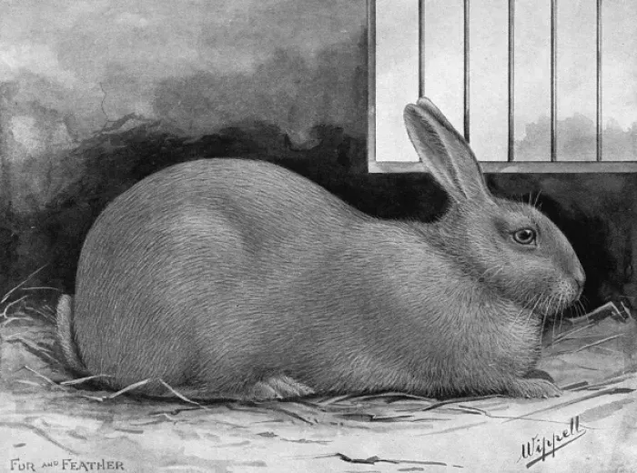 Framed Print : Blue Beveren Rabbit Framed Print : Blue Beveren Rabbit