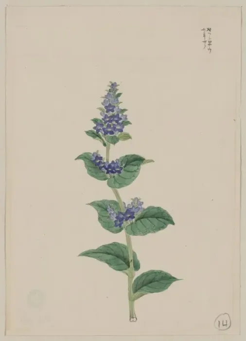Framed Print : Blue blossoms on stalk with leaves Framed Print : Blue blossoms on stalk with leaves