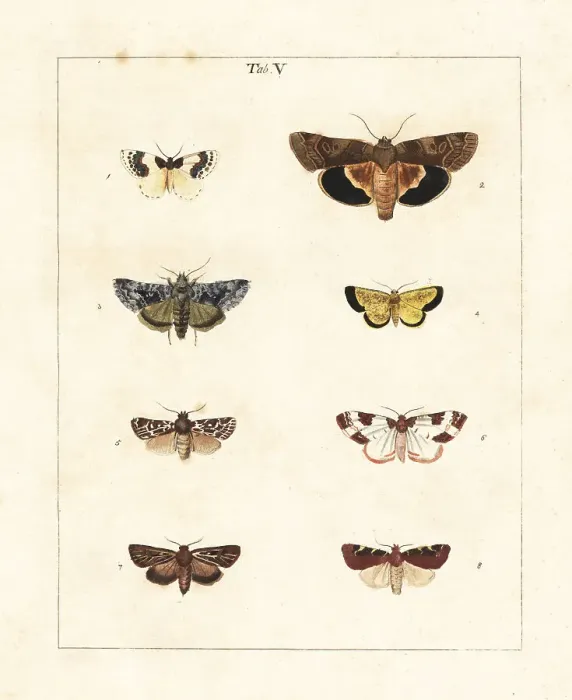Framed Print : Blue-bordered carpet, frosted yellow, other moths Framed Print : Blue-bordered carpet, frosted yellow, other moths