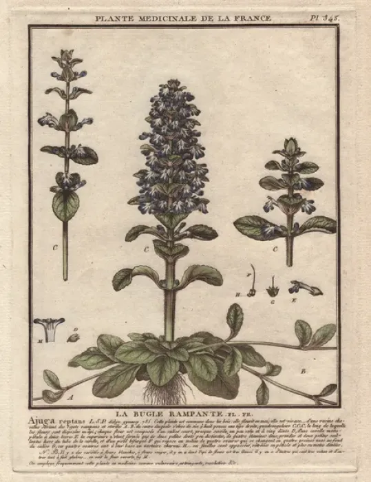 Framed Print : Blue bugle, Bugleherb, Bugleweed, Carpetweed Framed Print : Blue bugle, Bugleherb, Bugleweed, Carpetweed