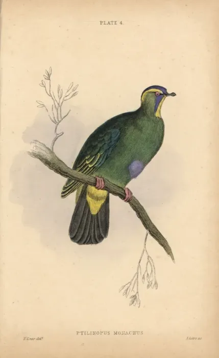 Framed Print : Blue-capped fruit dove, Ptilinopus monacha, near threatened Framed Print : Blue-capped fruit dove, Ptilinopus monacha, near threatened