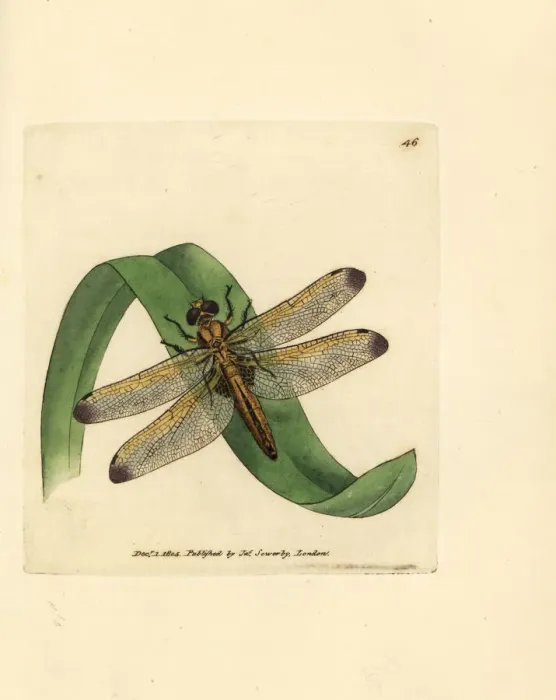 Framed Print : Blue chaser, Libellula fulva Framed Print : Blue chaser, Libellula fulva