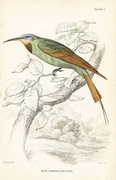 Blue-cheeked bee-eater, Merops persicus