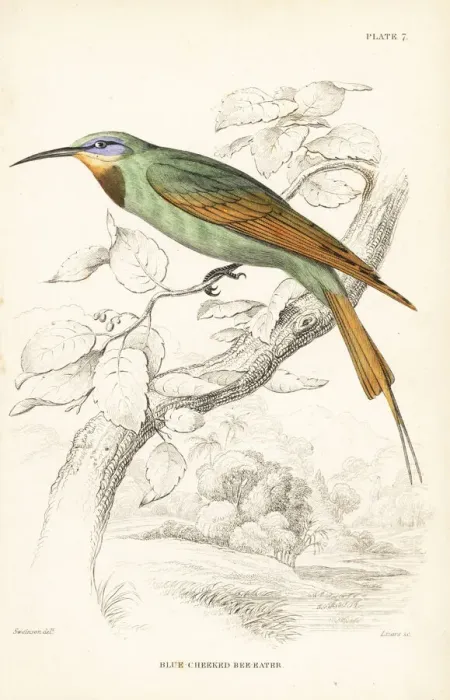 Framed Print : Blue-cheeked bee-eater, Merops persicus Framed Print : Blue-cheeked bee-eater, Merops persicus