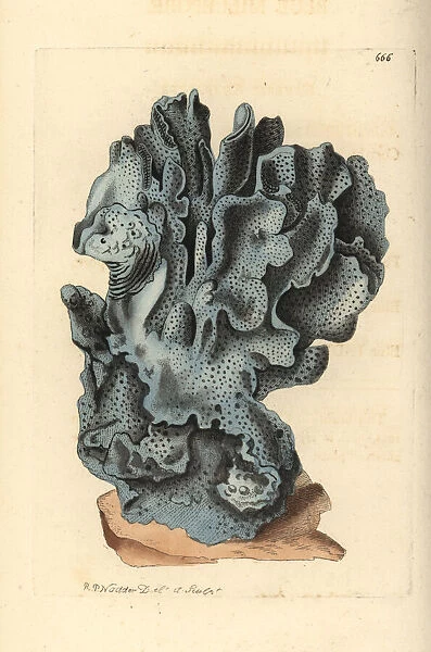 Blue coral, Heliopora coerulea. Vulnerable