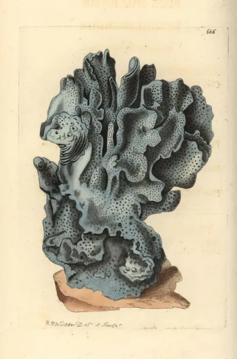 Framed Print : Blue coral, Heliopora coerulea. Vulnerable Framed Print : Blue coral, Heliopora coerulea. Vulnerable