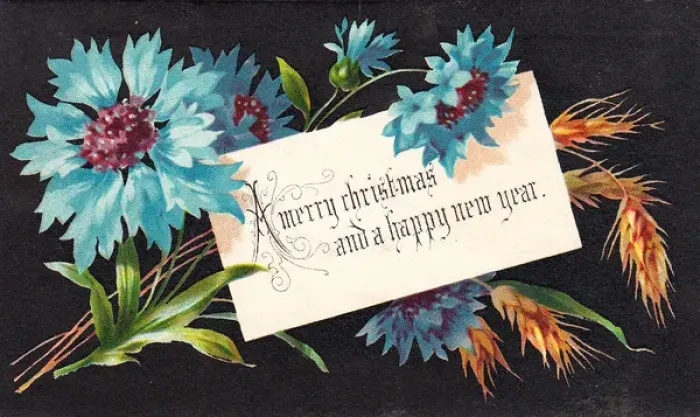 Framed Print : Blue cornflowers on a Christmas card Framed Print : Blue cornflowers on a Christmas card