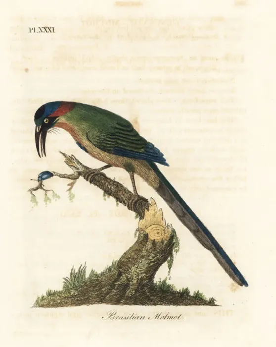 Framed Print : Blue-crowned motmot, Momotus momota Framed Print : Blue-crowned motmot, Momotus momota