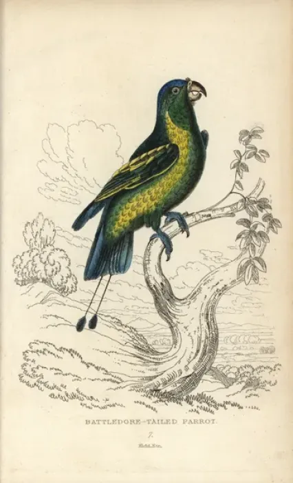 Framed Print : Blue-crowned racquet tail, Prioniturus discurus Framed Print : Blue-crowned racquet tail, Prioniturus discurus