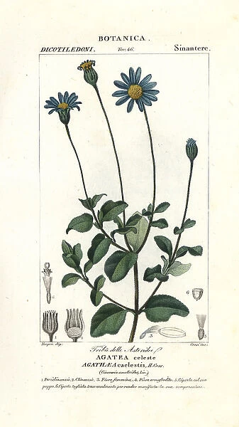 Blue daisy, Felicia amelloides