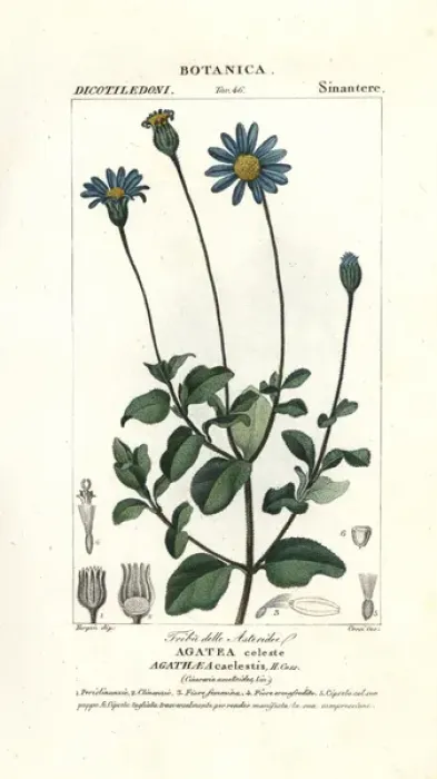 Framed Print : Blue daisy, Felicia amelloides Framed Print : Blue daisy, Felicia amelloides