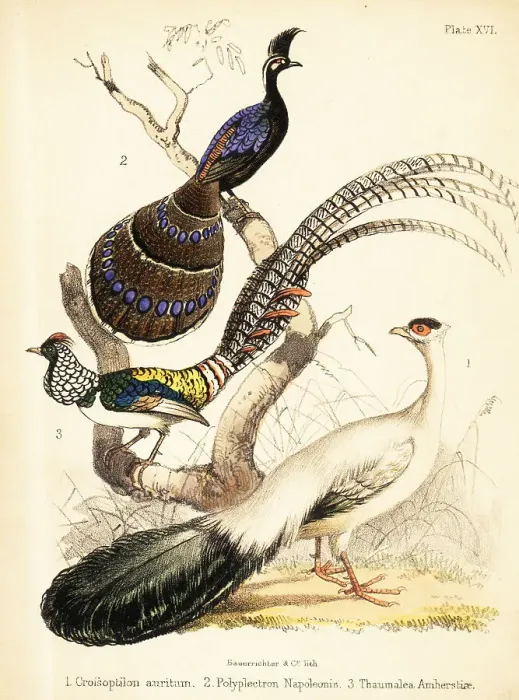 Framed Print : Blue-eared pheasant, Palawan peacock-pheasant and Lady Amherst's Framed Print : Blue-eared pheasant, Palawan peacock-pheasant and Lady Amherst's
