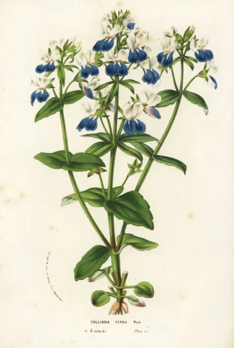 Framed Print : Blue-eyed mary, Collinsia verna Framed Print : Blue-eyed mary, Collinsia verna