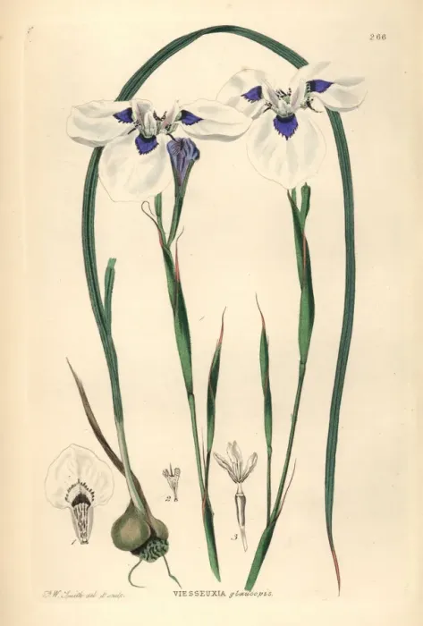 Framed Print : Blue-eyed Uintjie or Blouooguintjie, Moraea aristata Framed Print : Blue-eyed Uintjie or Blouooguintjie, Moraea aristata