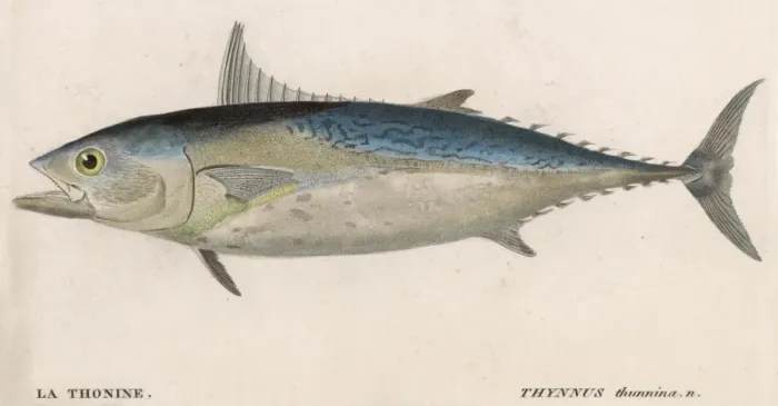 Framed Print : Blue Fin Tuna Fish Framed Print : Blue Fin Tuna Fish
