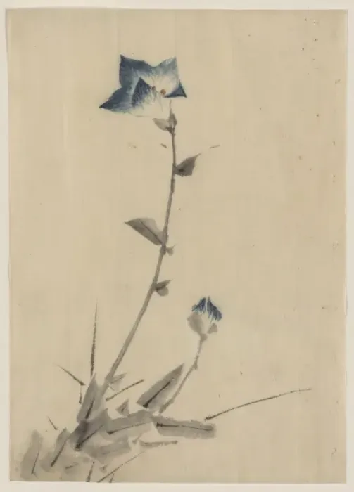 Framed Print : Blue flower blossom and bud at the end of a stalk Framed Print : Blue flower blossom and bud at the end of a stalk