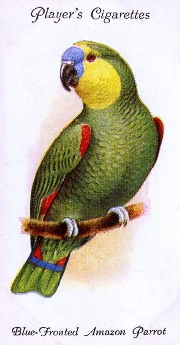 Framed Print : Blue-Fronted Amazon Parrot Framed Print : Blue-Fronted Amazon Parrot