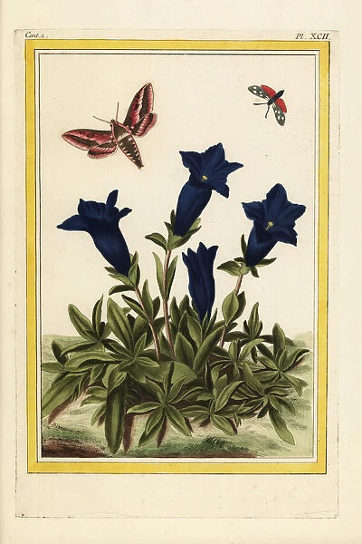 Blue gentian, Gentiana acaulis