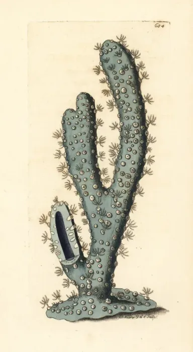Framed Print : Blue gorgonia coral species Framed Print : Blue gorgonia coral species